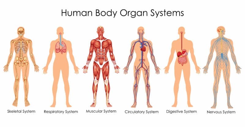 Organ systems in humans