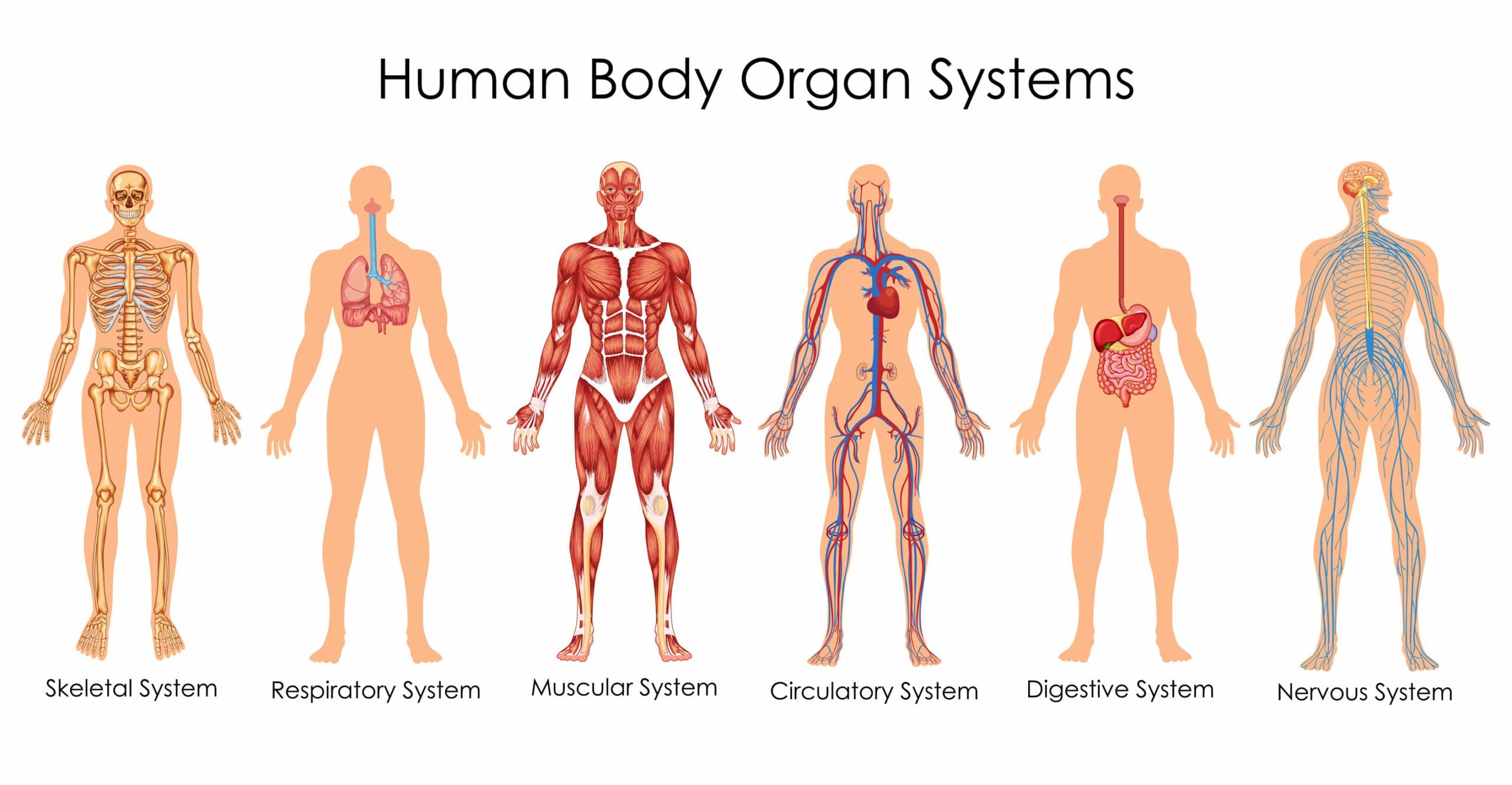 Organ systems in humans
