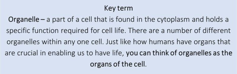 Organelle Organelle