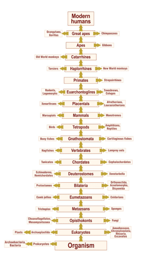 Organism flow chart Organism flow chart