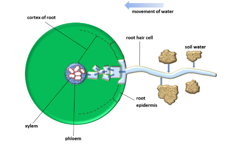 Osmosis diagram