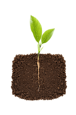 Plant