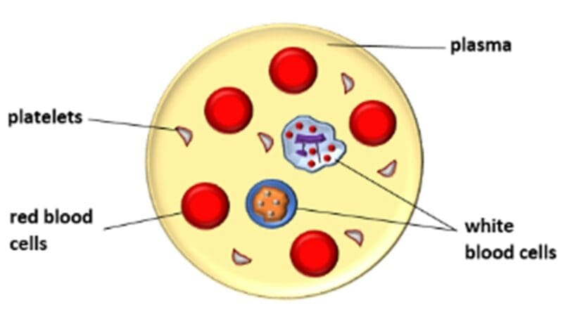 Plasma Plasma