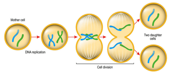 Process of Mitosis Process of Mitosis