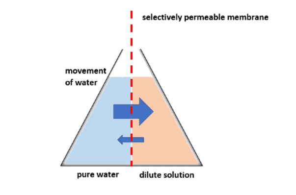 Process of osmosis