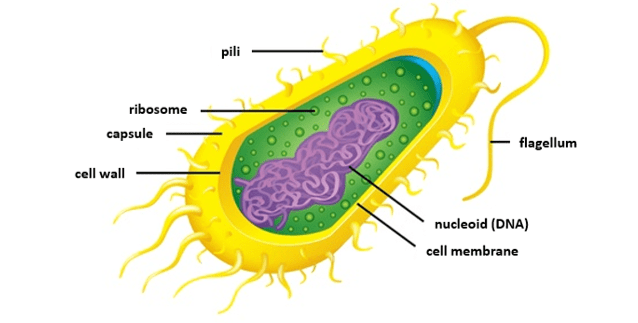 Prokaryotic organisms Prokaryotic organisms