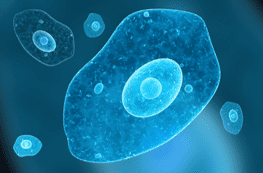 Protoctists Protoctists