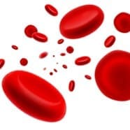 Red blood cells Red blood cells