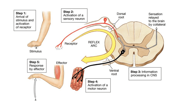 Reflex arc Reflex arc