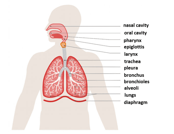 Respiratory system Respiratory system