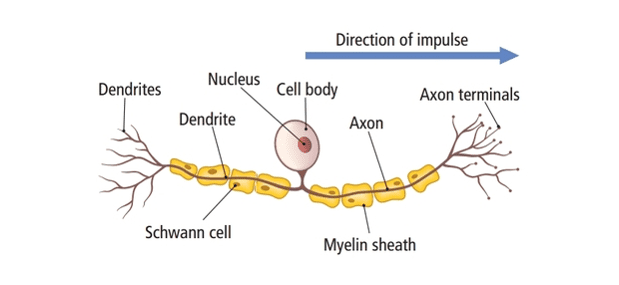 Sensory neurons Sensory neurons