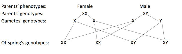 Sex determination diagram Sex determination diagram