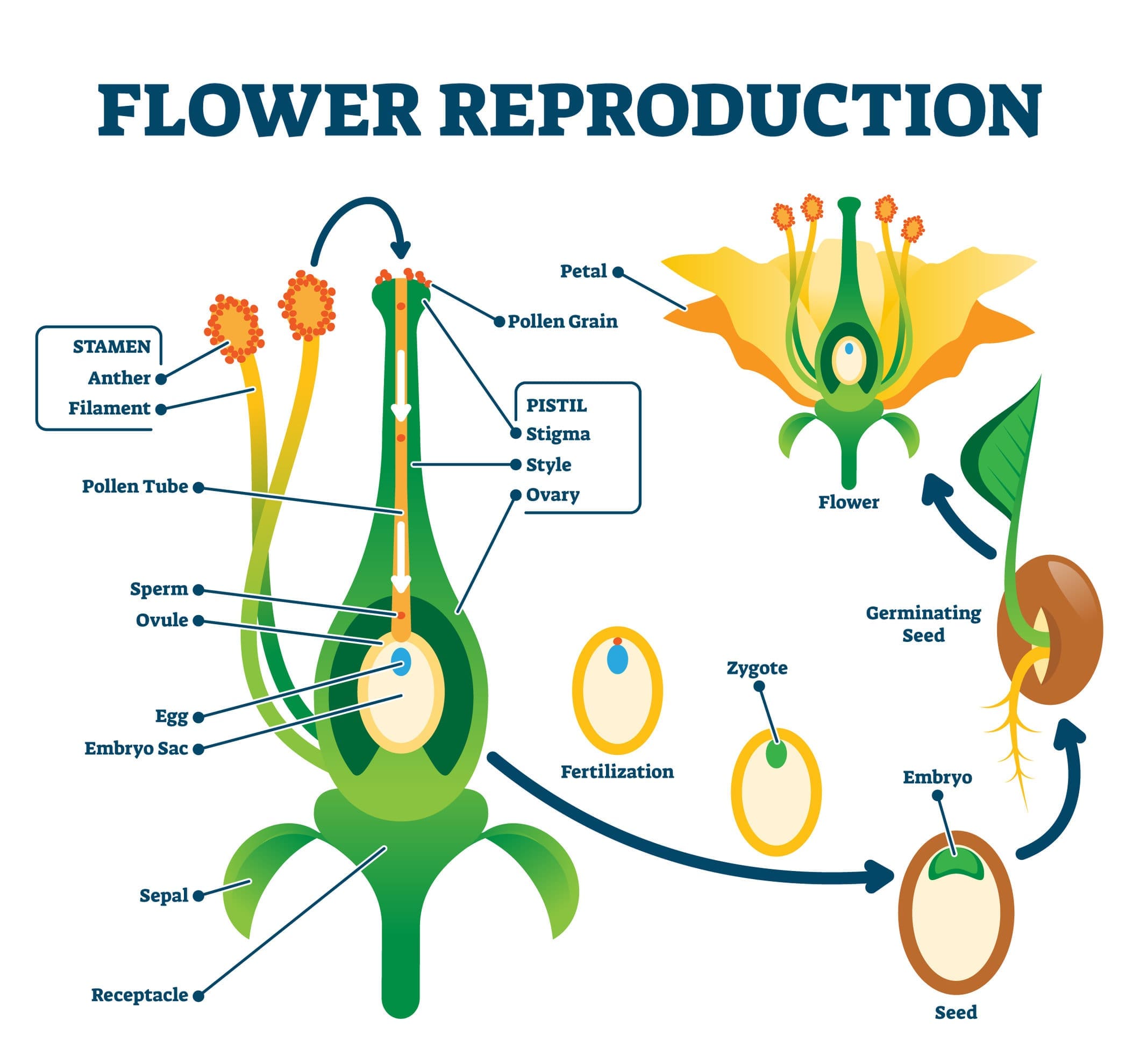 Sexual reproduction in flowering plants