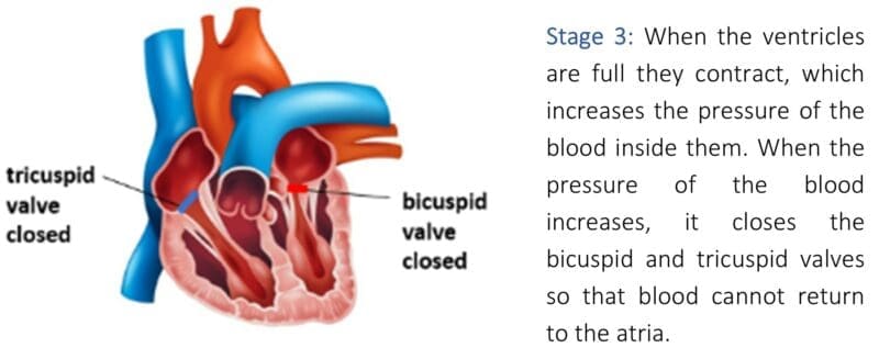 Stage 3 Stage 3