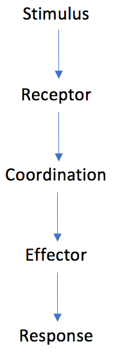 Stimulus flow chart Stimulus flow chart