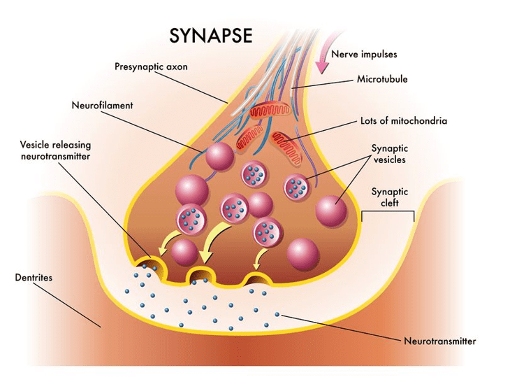 Synapse Synapse
