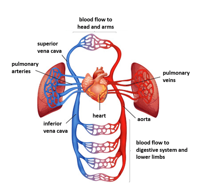 The Circulatory system The Circulatory system