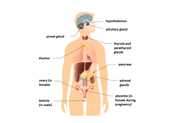 The Endocrine system The Endocrine system