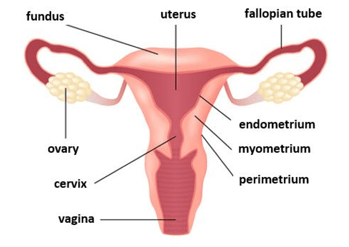The Female Reproductive system The Female Reproductive system