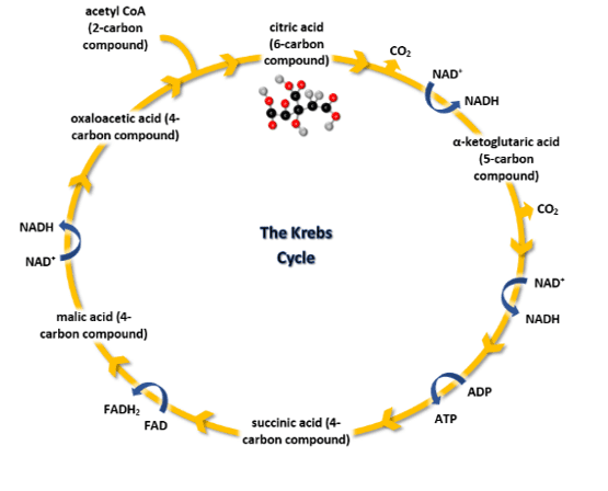 The Krebs cycle The Krebs cycle