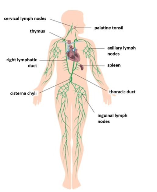 The Lymphatic system The Lymphatic system