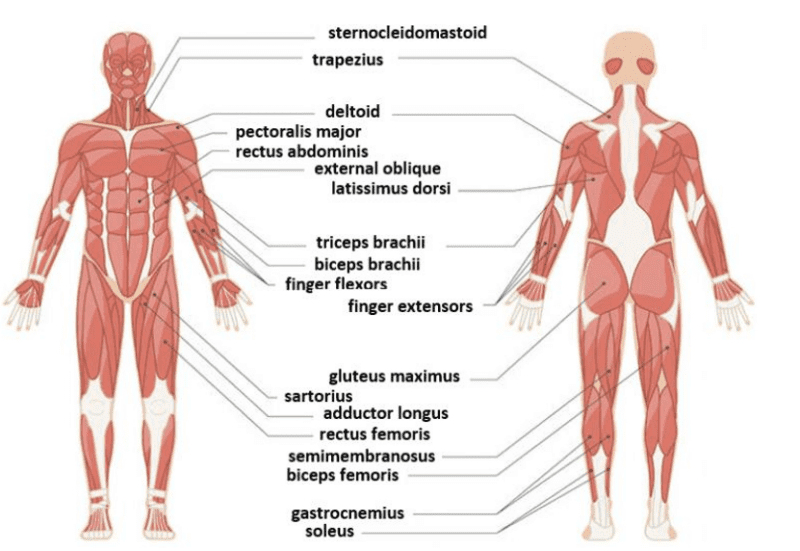 The Muscular system The Muscular system