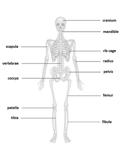 The Skeletal system The Skeletal system