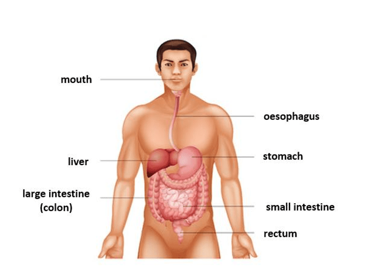 The digestive system The digestive system
