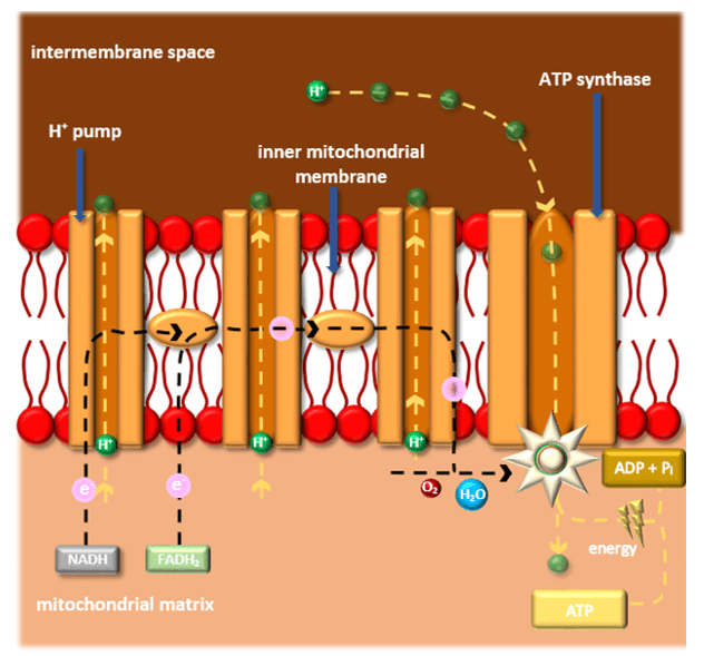 The electron transport chain The electron transport chain