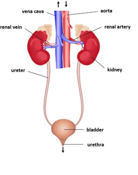 The excretory system The excretory system