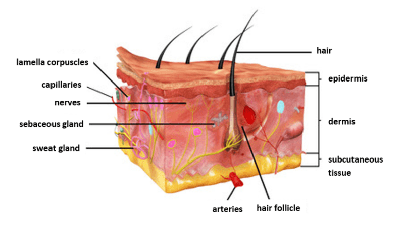 The intergumentary system The intergumentary system