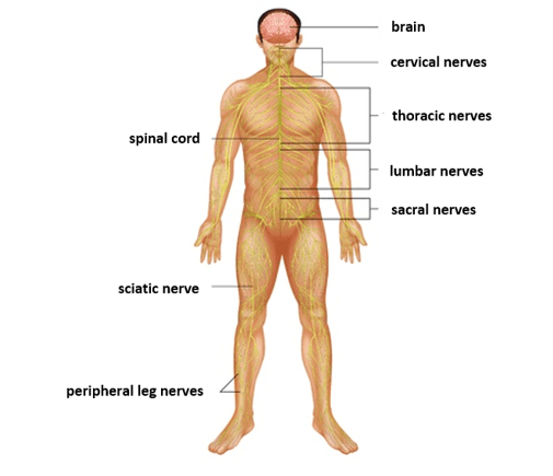 The nervous system The nervous system