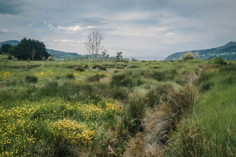 The organism in the environment