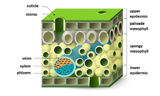Vascular bundles Vascular bundles