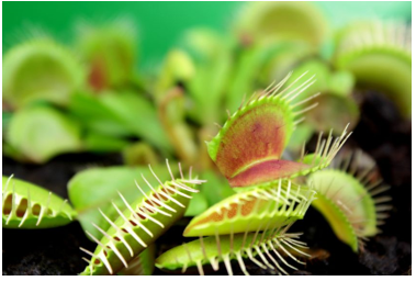 Venus fly trap