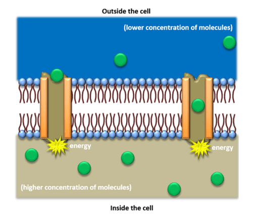 active transport