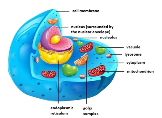 animal cell animal cell
