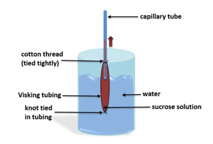 capillary tube capillary tube