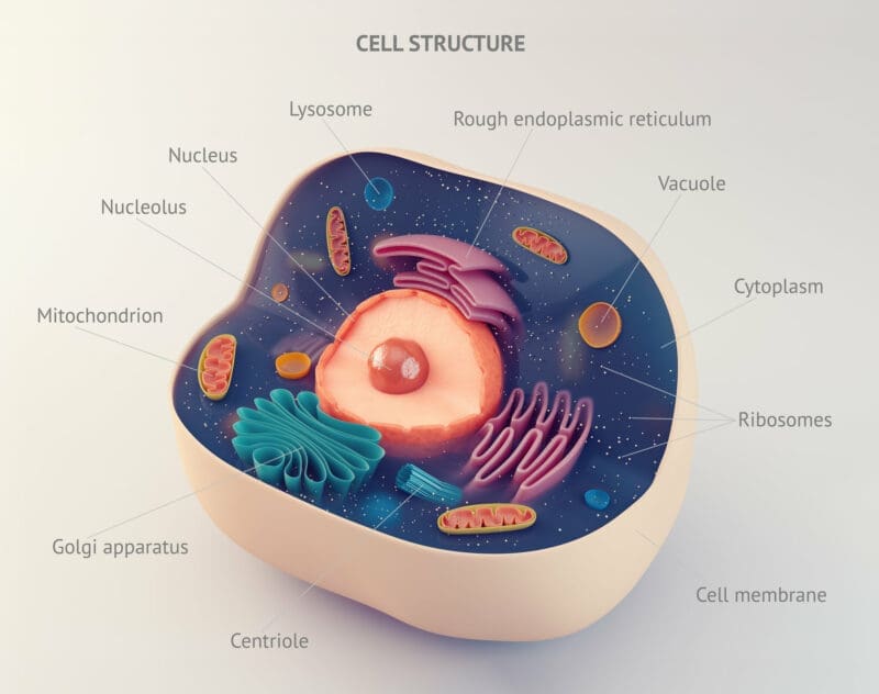 cell organisation levels