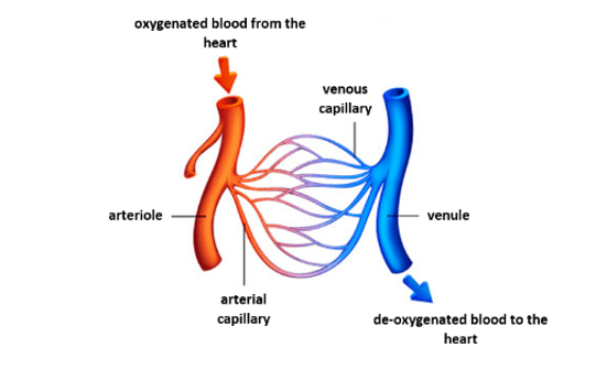 connections between arteries and veins connections between arteries and veins