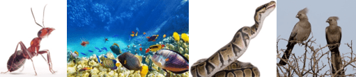 different types of animal organisms different types of animal organisms
