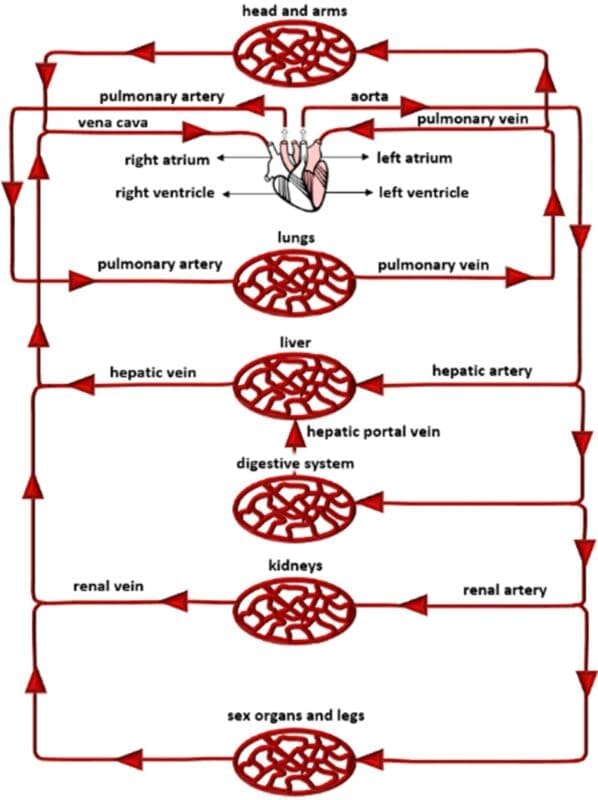 double circulatory system double circulatory system