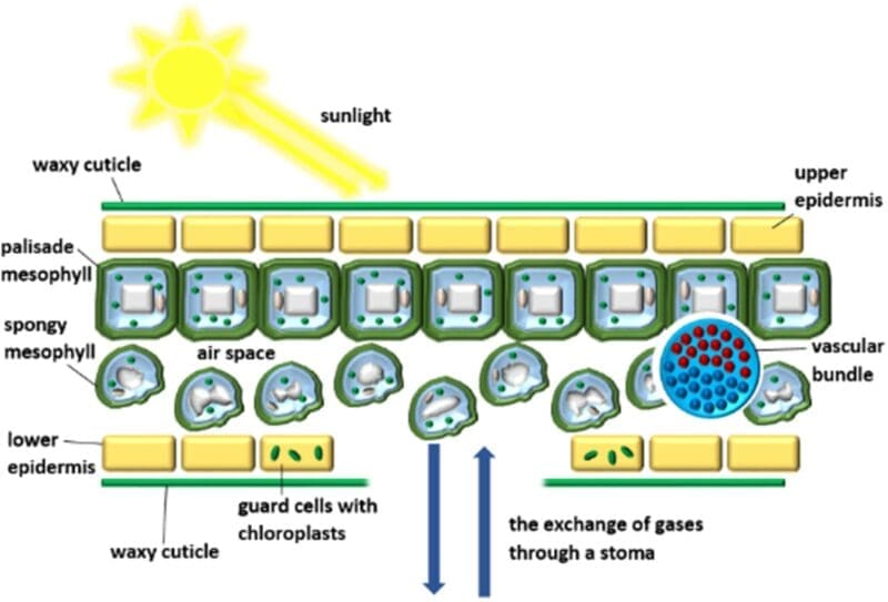 exchange of gases through stomata exchange of gases through stomata