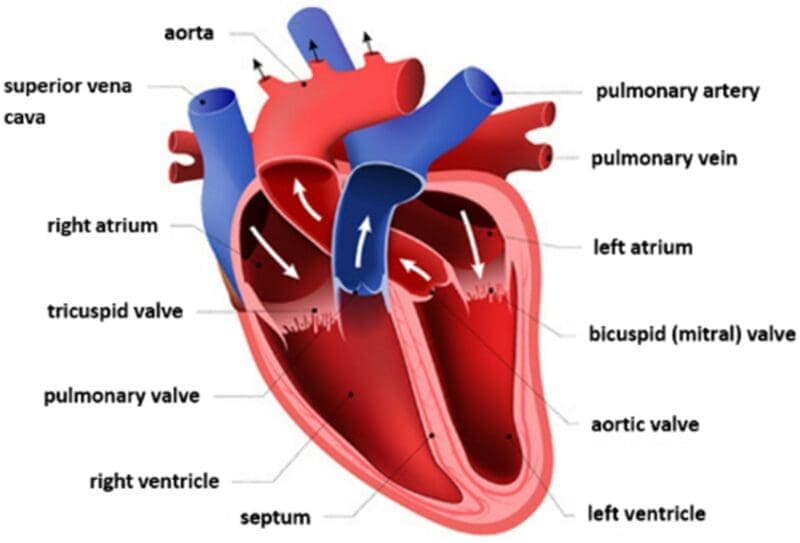 human heart human heart