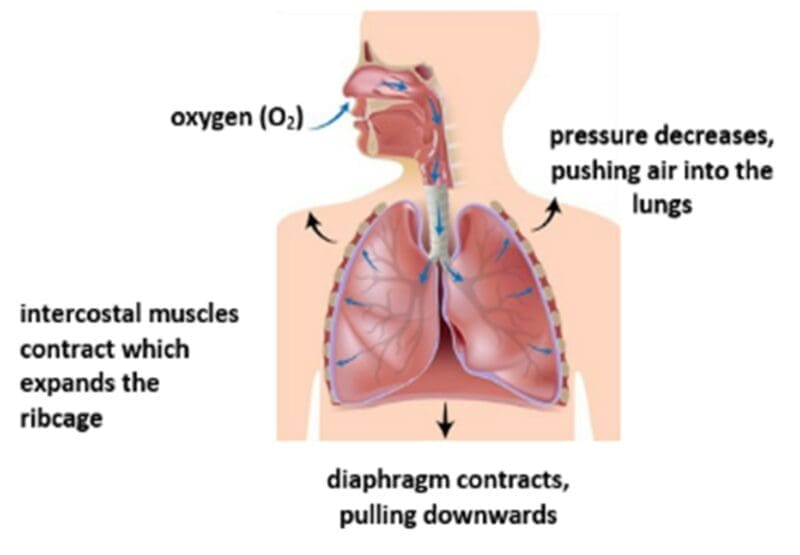 intercostal muscles intercostal muscles