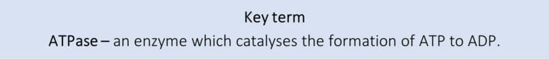 key term ATPase key term ATPase