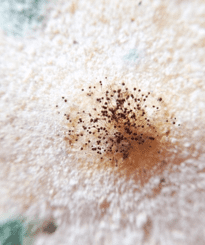 mouldy bread mouldy bread
