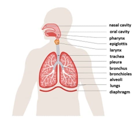 nasal cavity nasal cavity