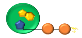 phosphate bond phosphate bond