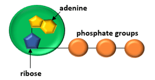 phosphate group phosphate group